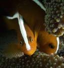 popular marine life in krabi