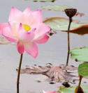 tropical lotus flower